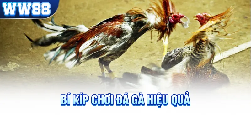 Bí kíp chơi đá gà hiệu quả