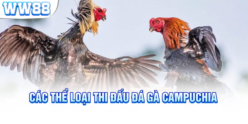 Các thể loại thi đấu đá gà Campuchia