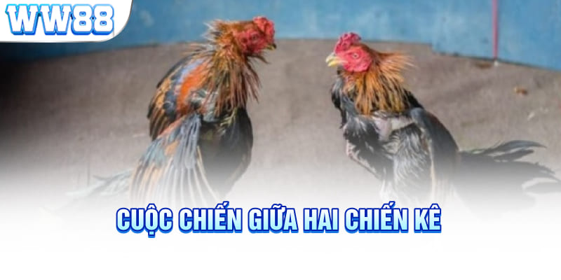 Cuộc chiến giữa hai chiến kê