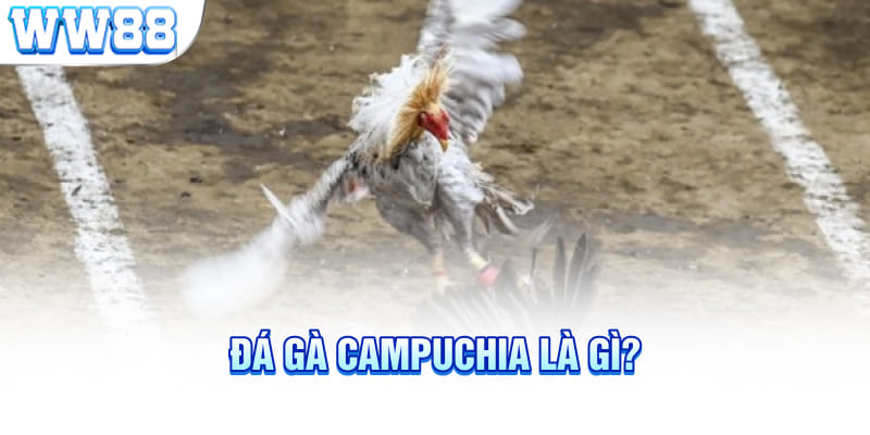 Đá gà Campuchia là gì?