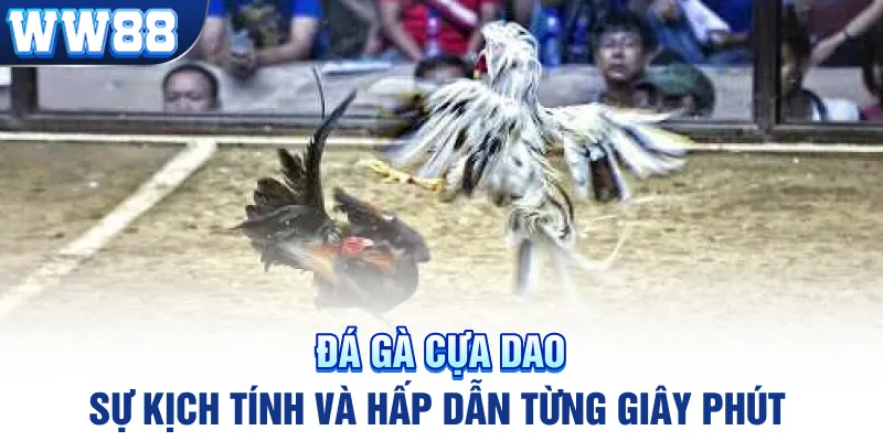 Đá Gà Cựa Dao - Sự Kịch Tính Và Hấp Dẫn Từng Giây Phút