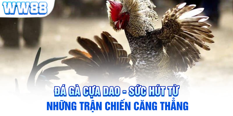 Đá gà cựa dao - Sức hút từ những trận chiến căng thẳng