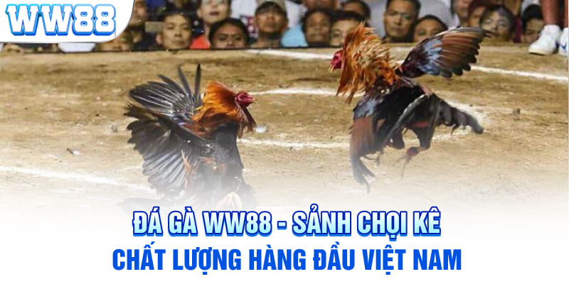 Đá Gà WW88 - Sảnh Chọi Kê Chất Lượng Hàng Đầu Việt Nam 