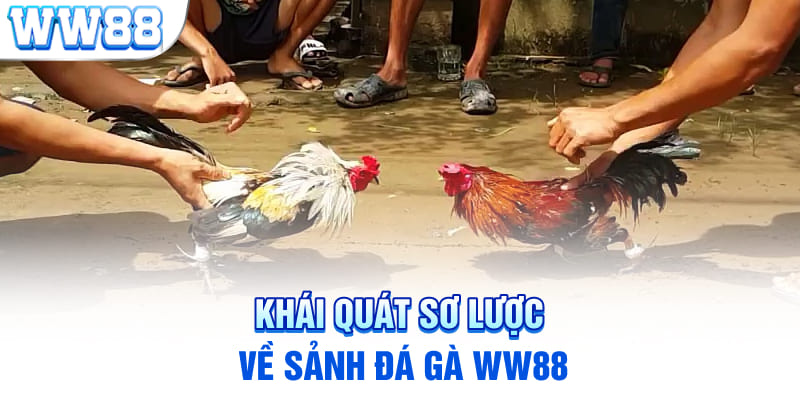 Khái quát sơ lược về sảnh đá gà WW88