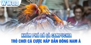 Khám Phá Đá Gà Campuchia - Trò Chơi Cá Cược Hấp Dẫn Đông Nam Á