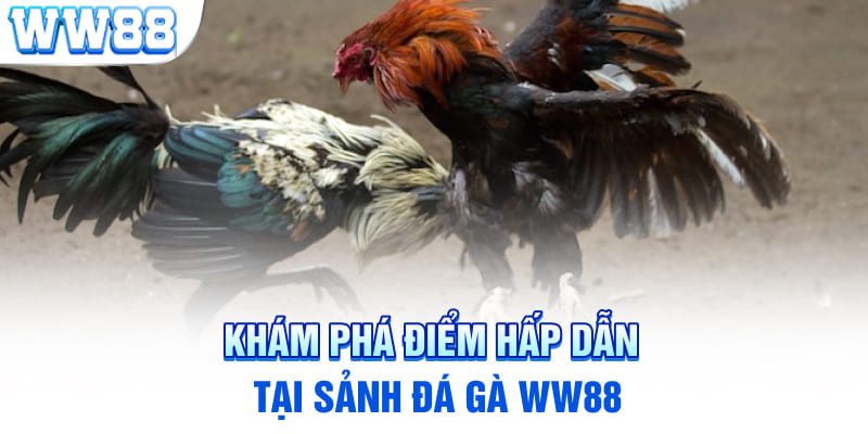 Khám phá điểm hấp dẫn tại sảnh Đá gà WW88