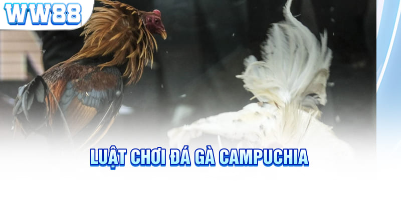 Luật chơi đá gà Campuchia