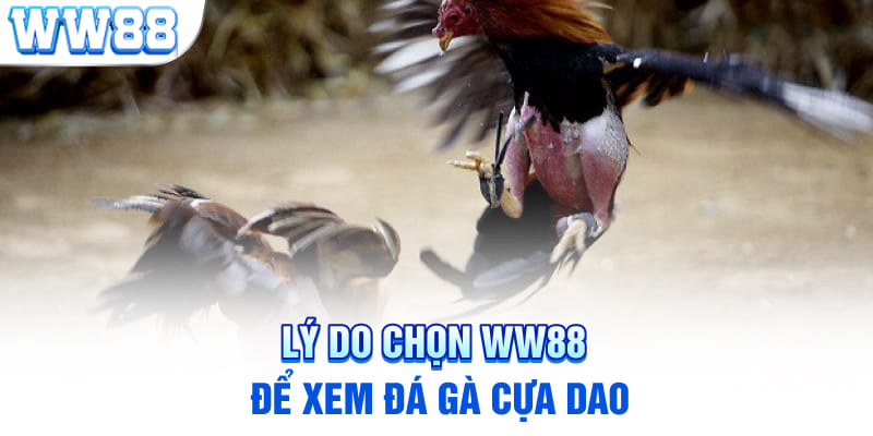 Lý do chọn WW88 để xem đá gà cựa dao