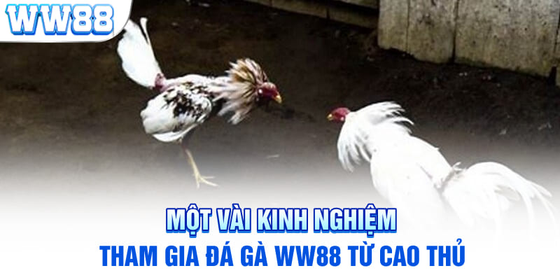 Một vài kinh nghiệm tham gia đá gà WW88 từ cao thủ