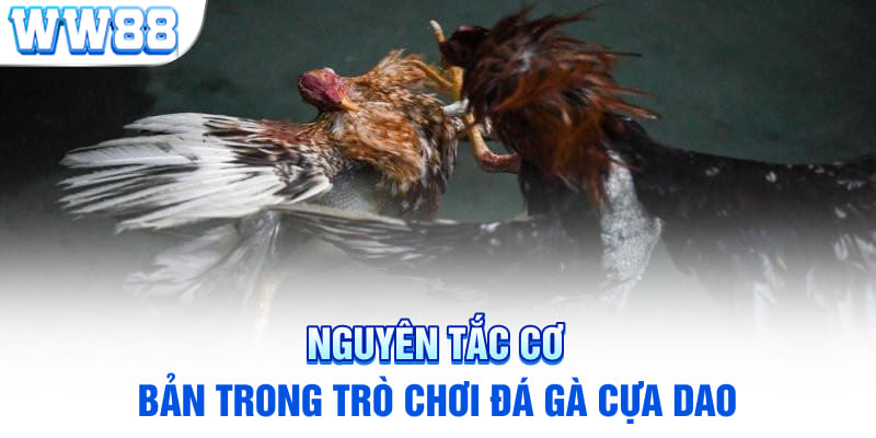 Nguyên tắc cơ bản trong trò chơi đá gà cựa dao