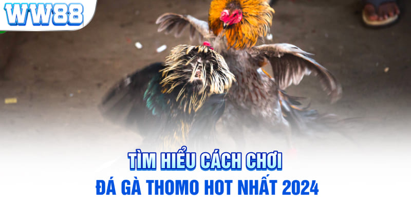 Tìm hiểu cách chơi đá gà Thomo hot nhất 2024