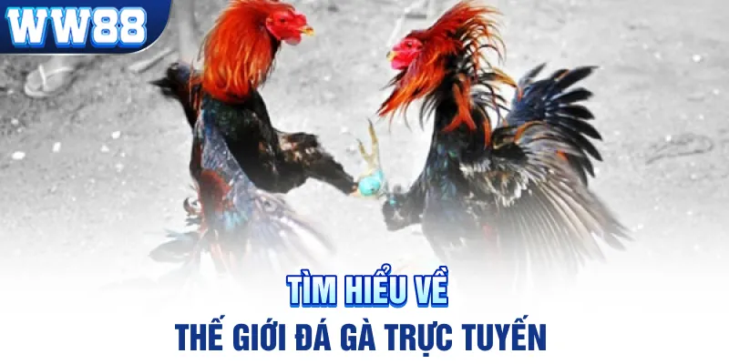 Tìm hiểu về thế giới đá gà trực tuyến